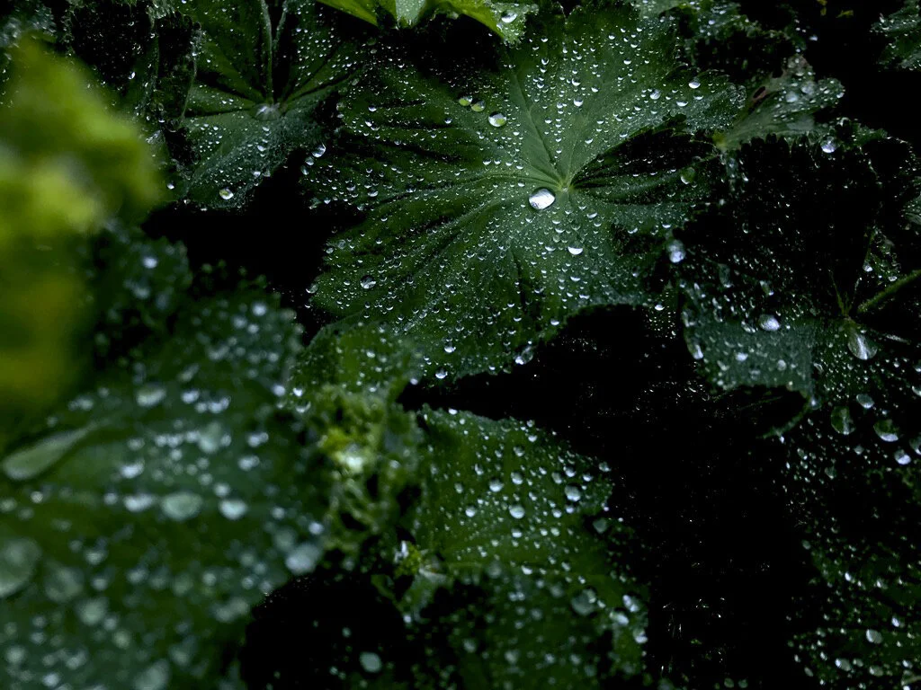 Royal Botanic Garden, Edinburgh, Scotland, UK