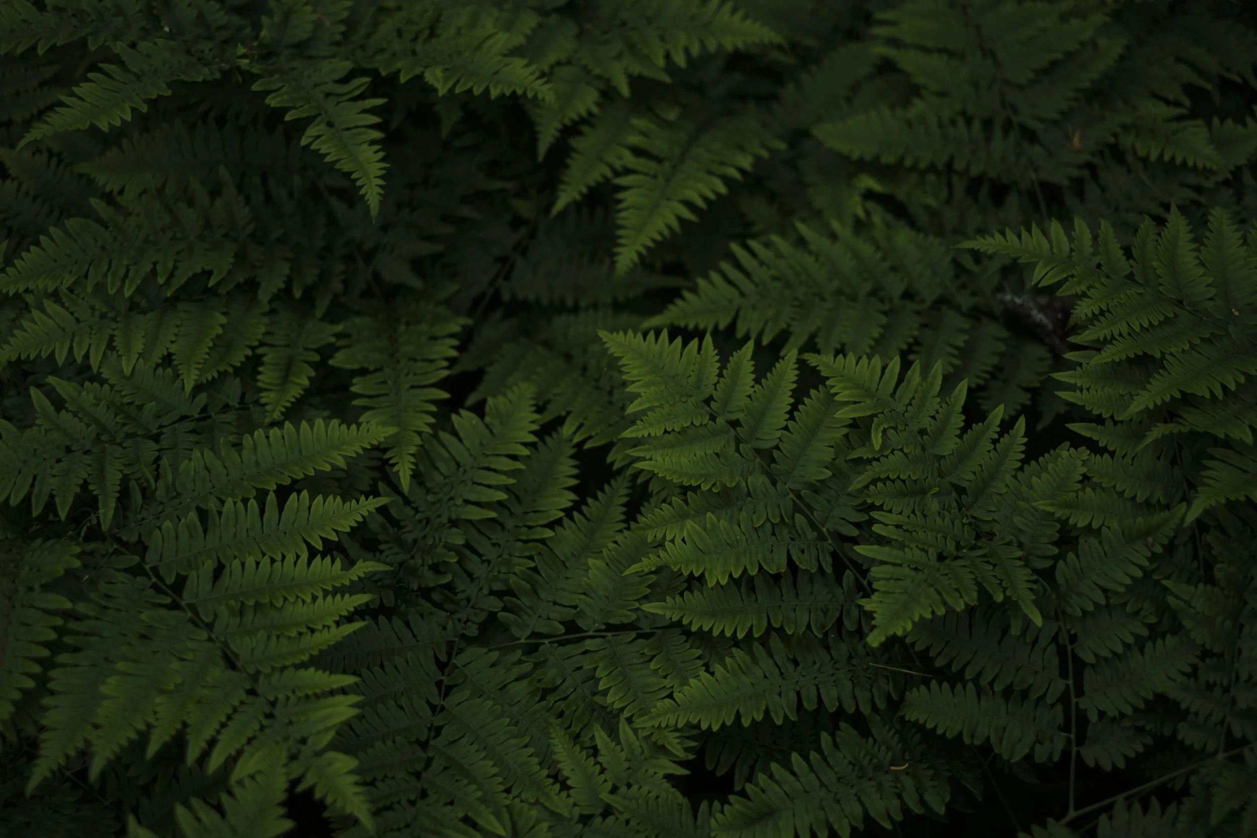 Ferns in Copper Harbor, MI