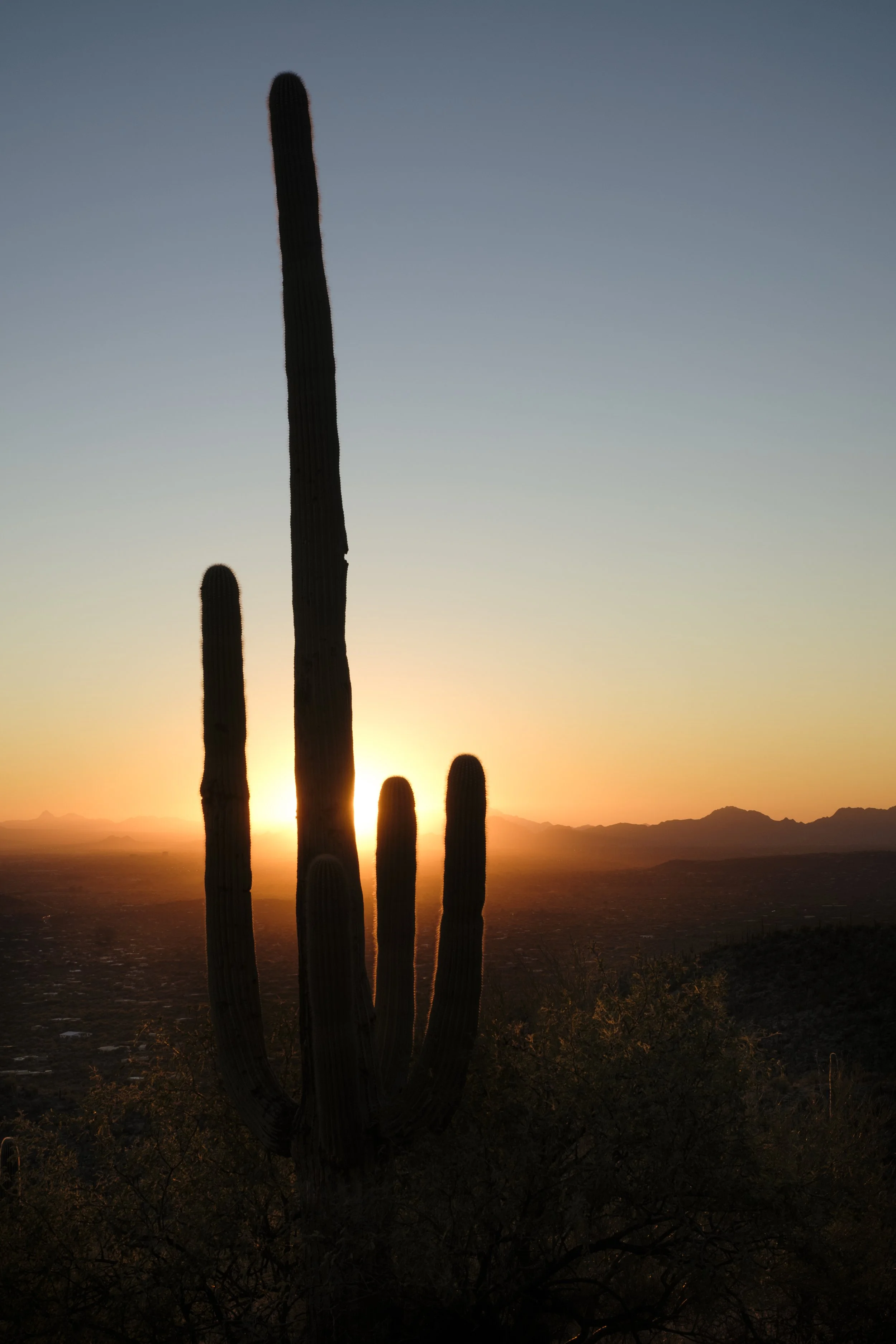 Saguaro in Tuscon, AZ