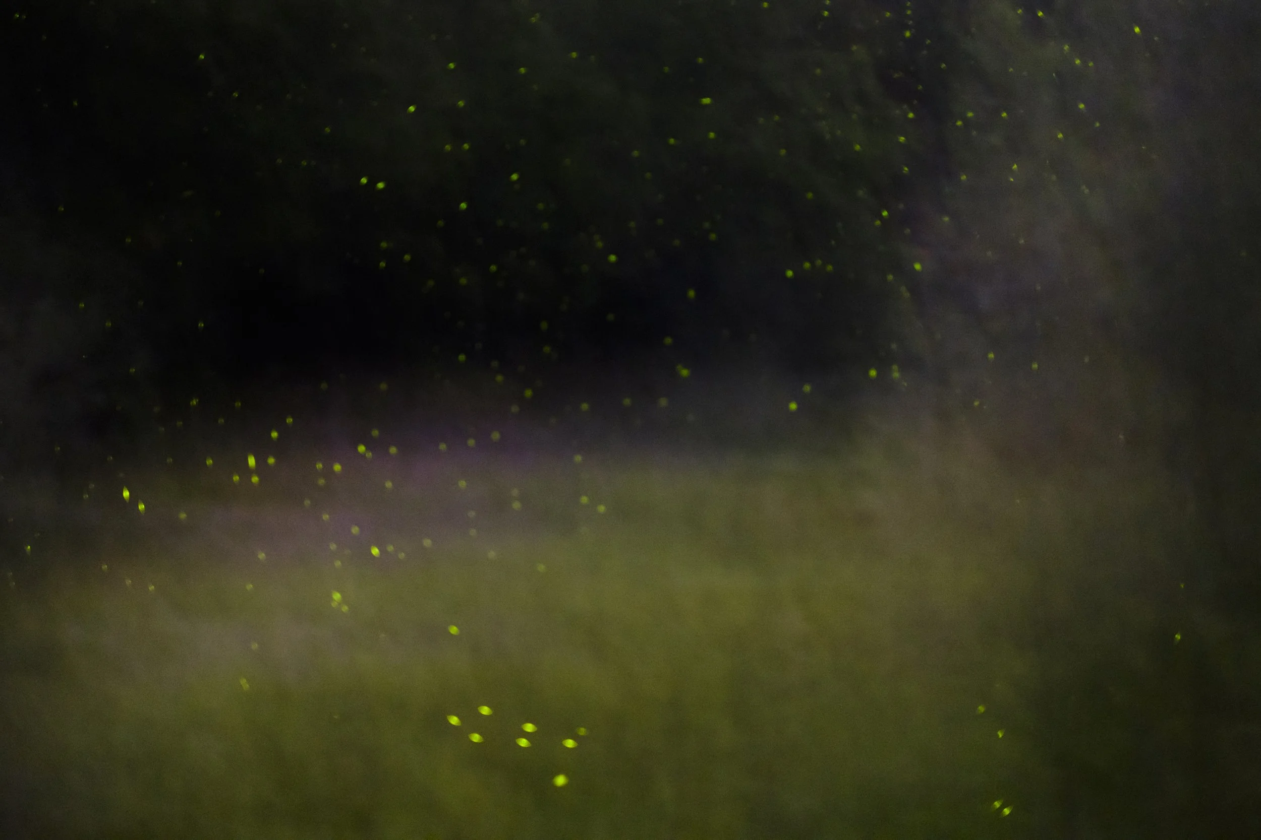 Fireflies at the Huron River. Ann Arbor, MI