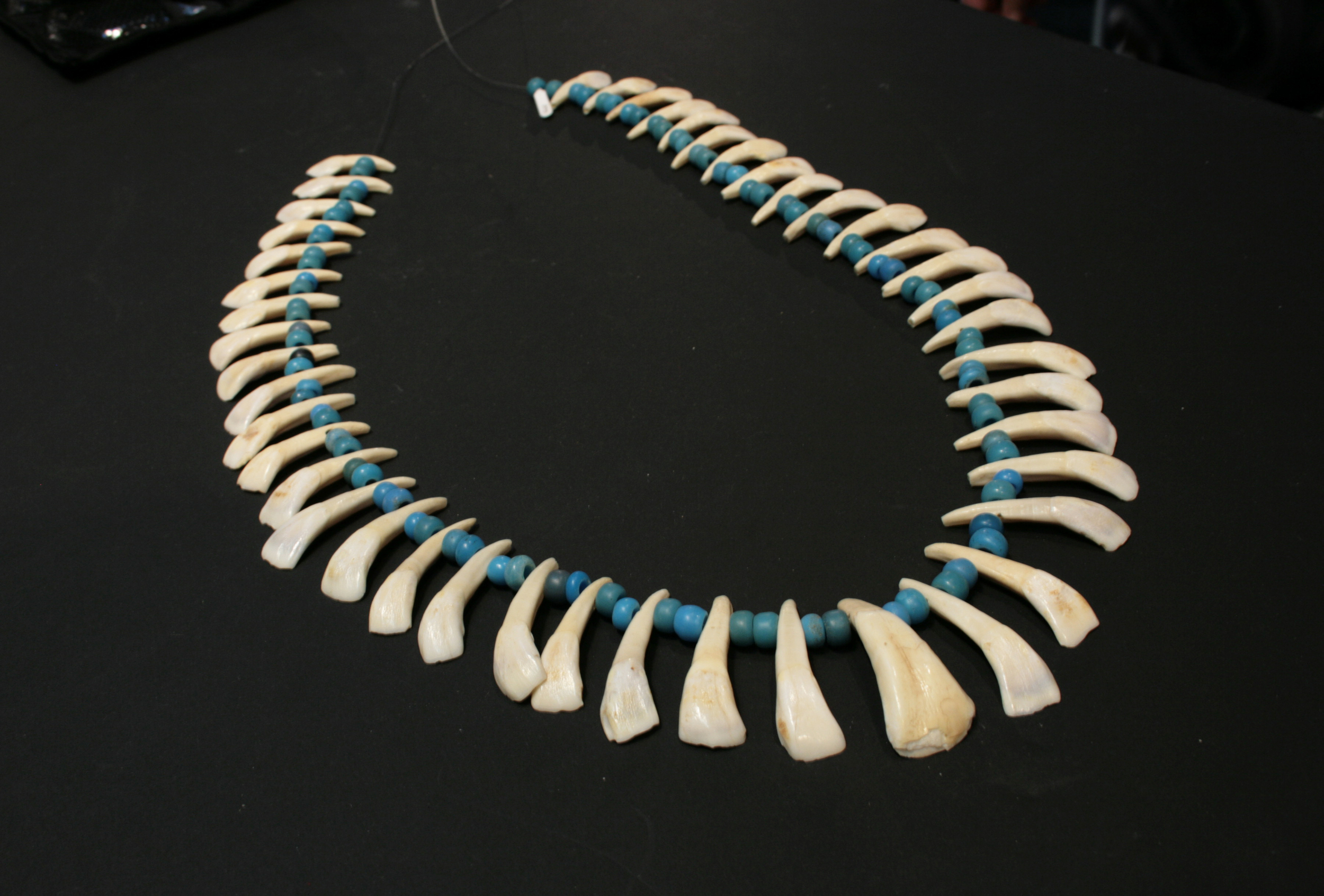 Camel tooth necklace