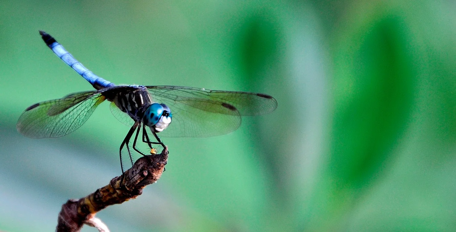 Blue Dasher (Pachydiplax Longipennis) 20100719 010b.jpg