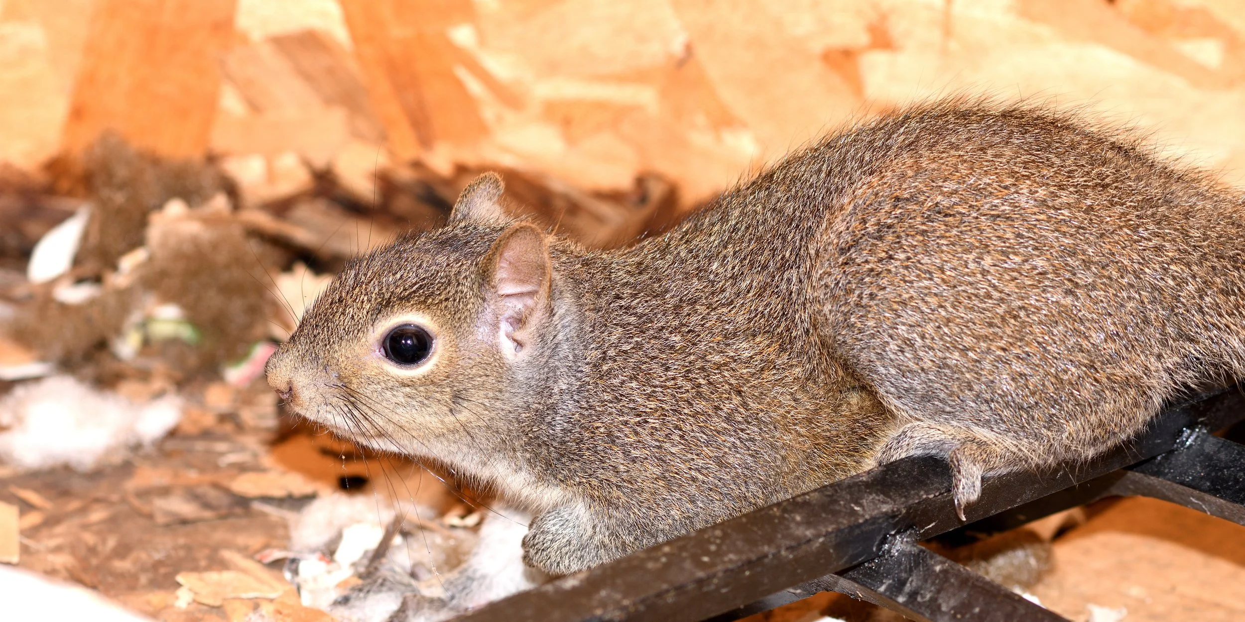 A Box of Squirrels