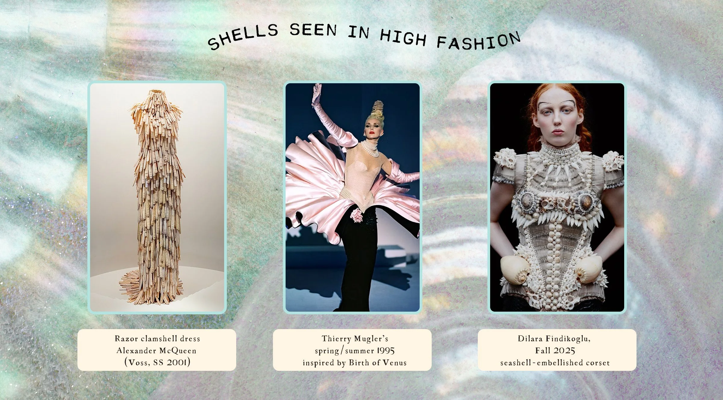 Images of shells used in high fashion