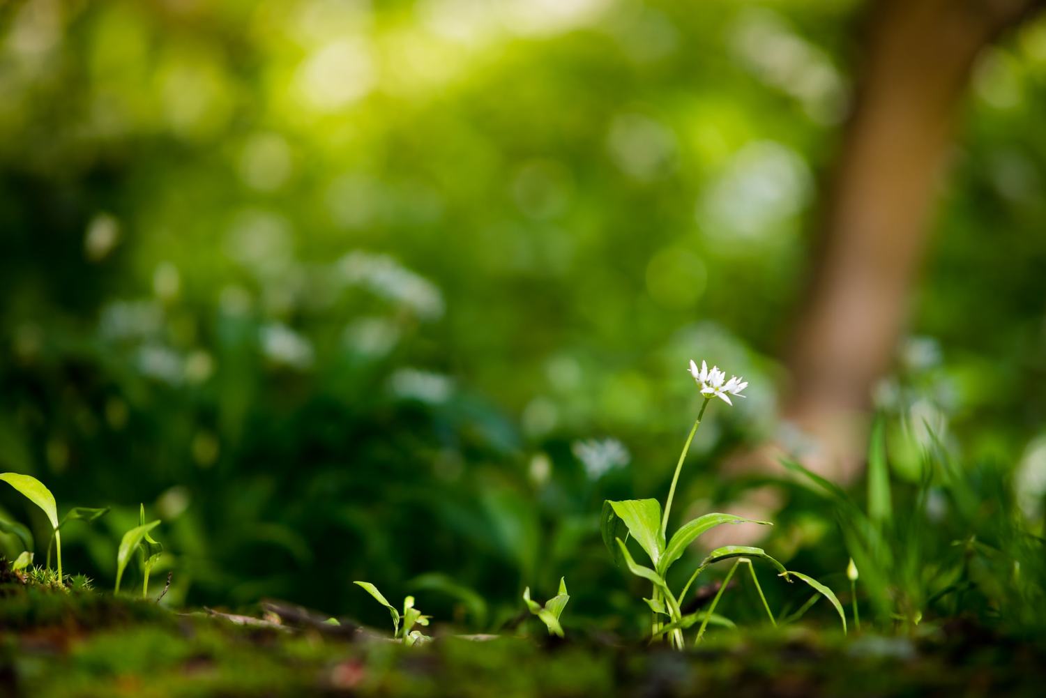 Details 100 camera blur background