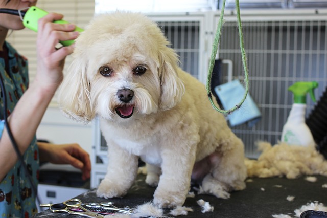 Even dogs deserve to be pampered.