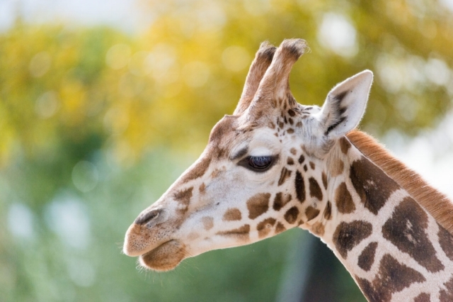 Zoo memberships for animal lovers? A match made in heaven.