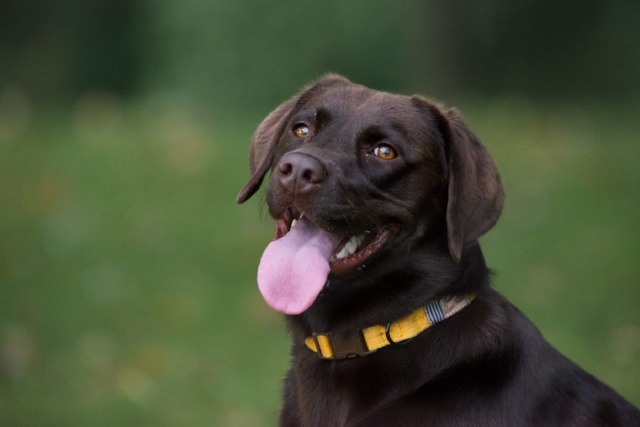 A pet portrait is a unique and irreplaceable gift for a pet owner.