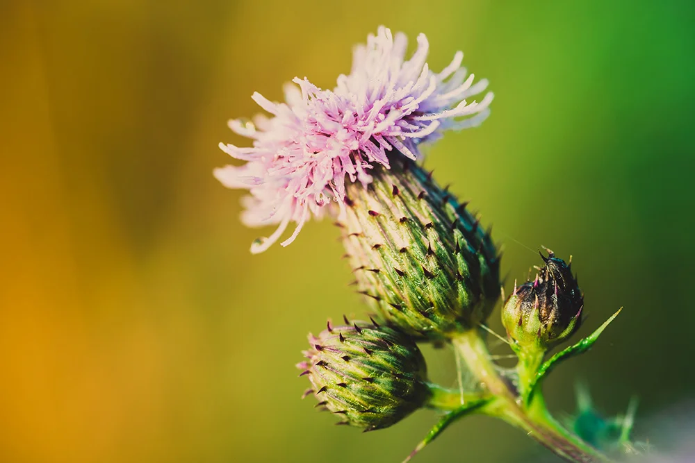 Macro photography uses special lenses to achieve focus much closer than normal lenses will allow taking closeups to an extreme. Alternatively, if you can, move the subject further away from the background for a similar effect.