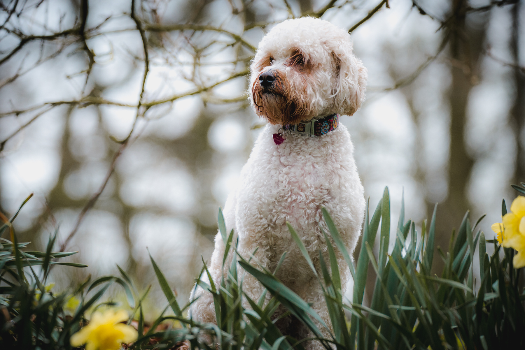 Cockapoo woodland portrait