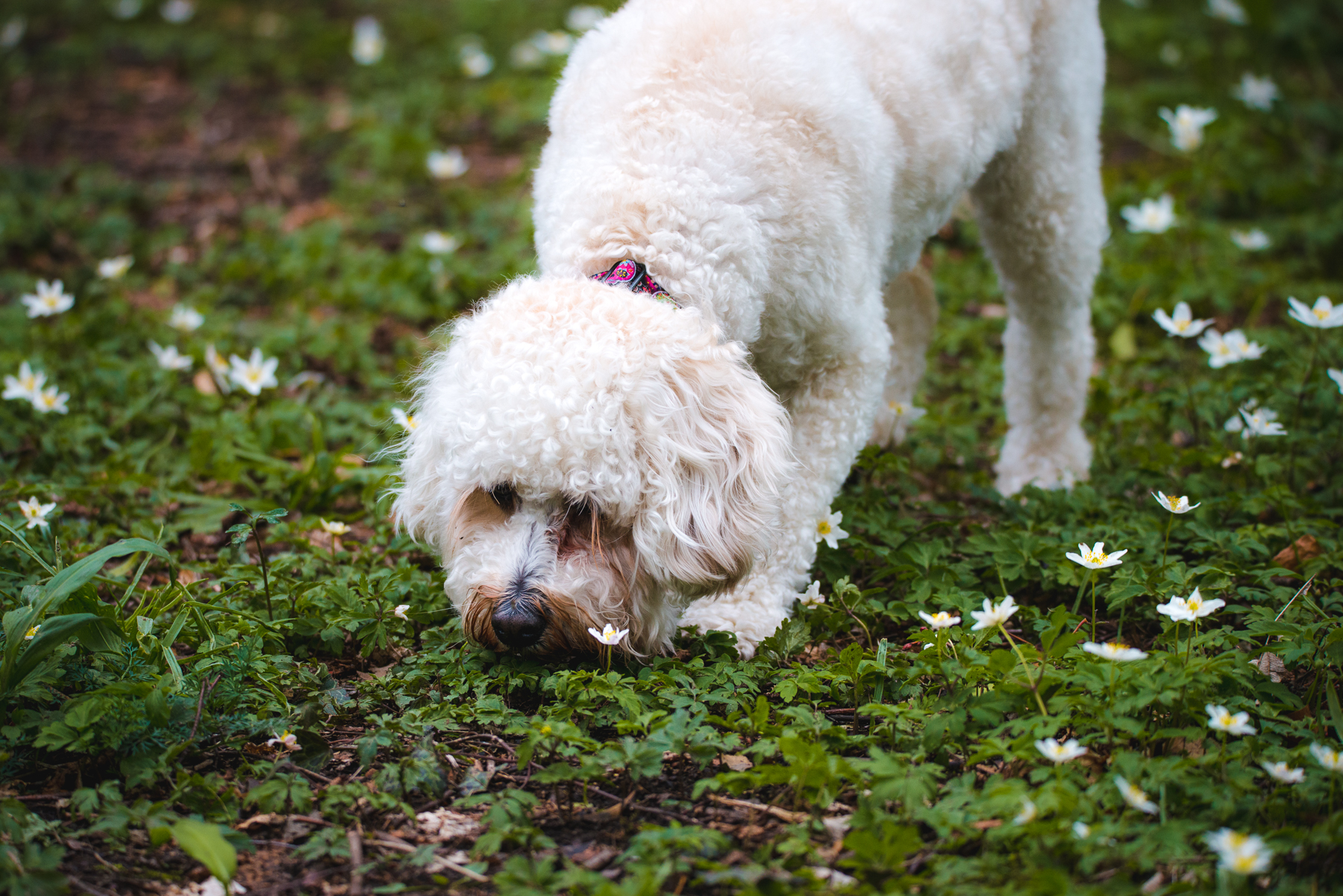 Cockapoo woodland photo