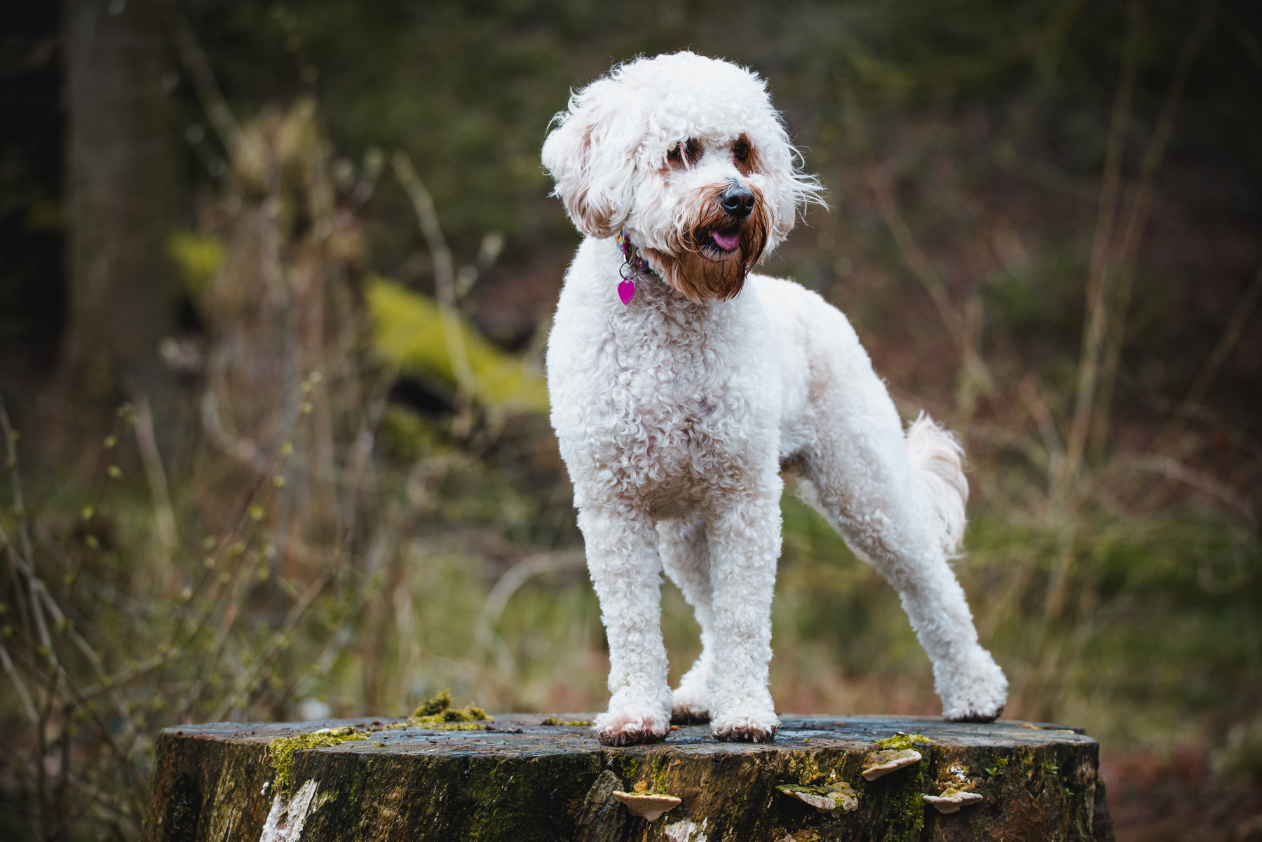 Dog portrait - Cockapoo