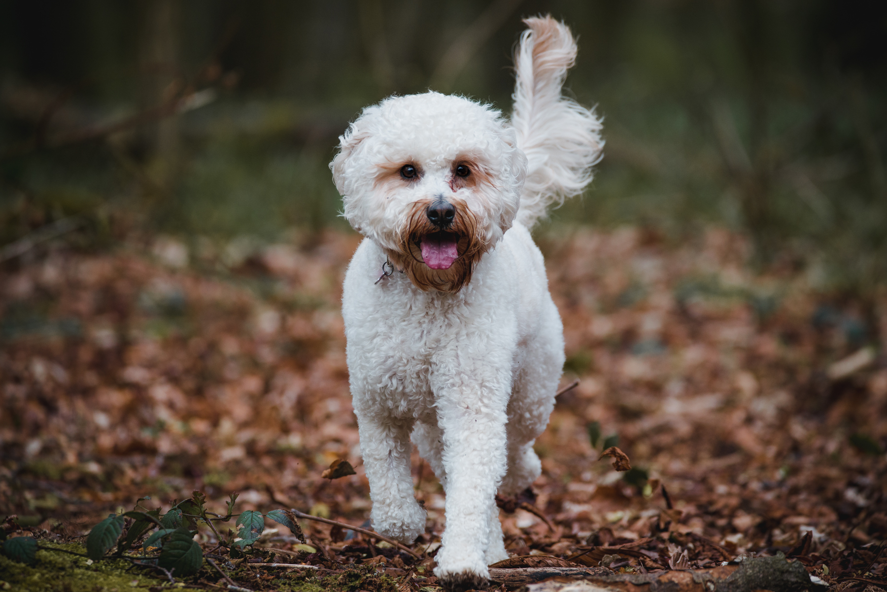 White cockapoo - dog portrait in the woods