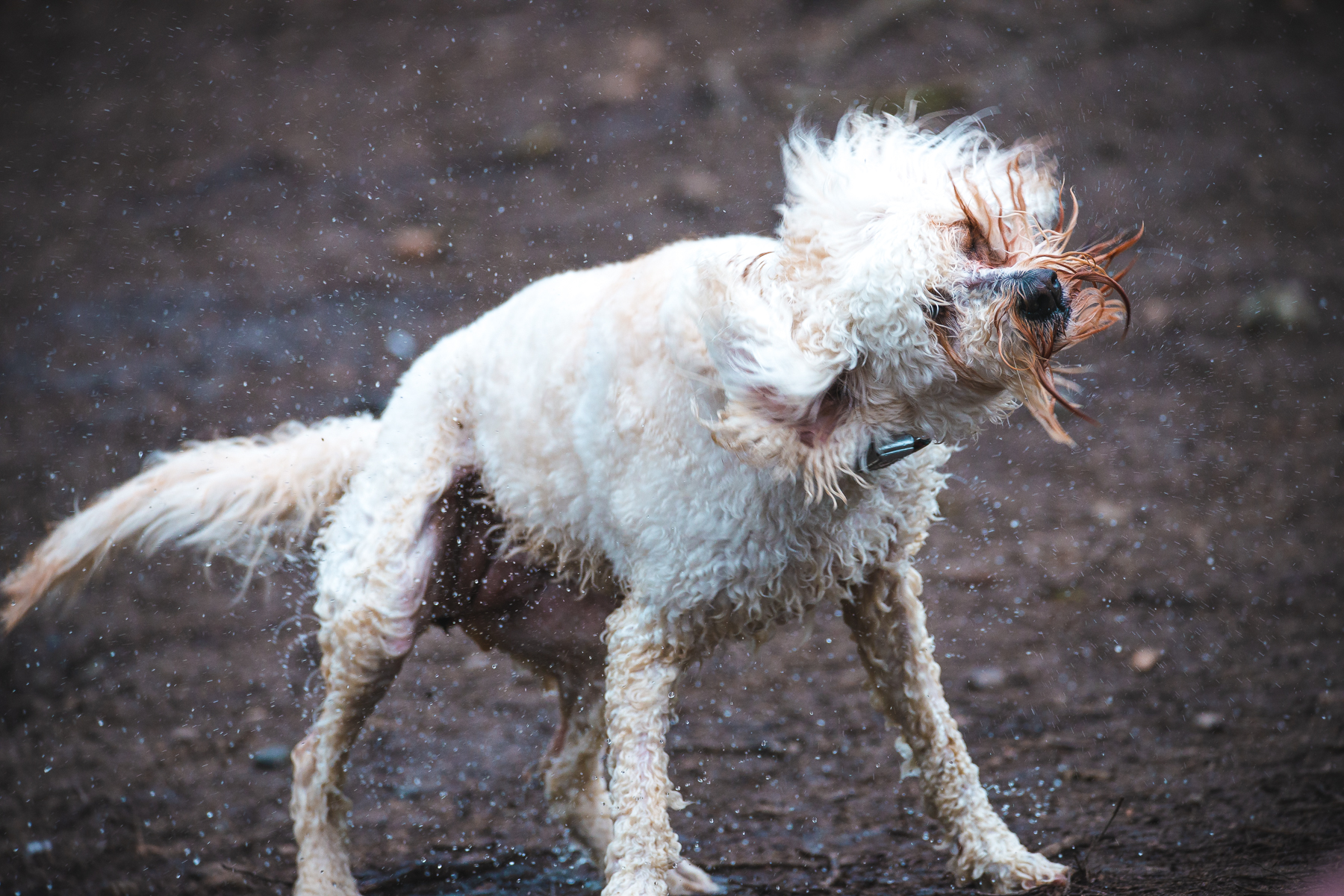 A wet Cockapoo dog shaking off water