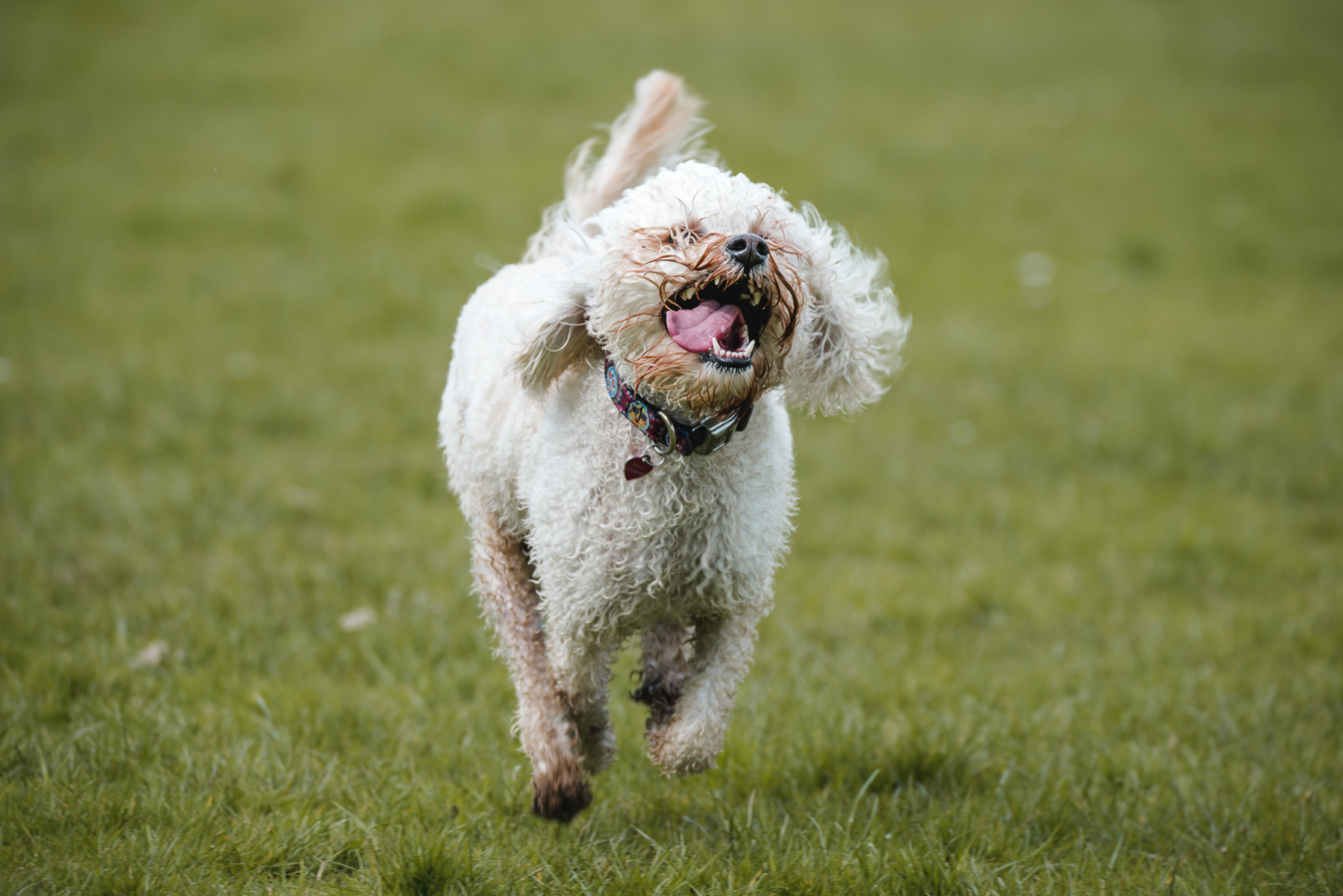 Small Cockapoo dog running