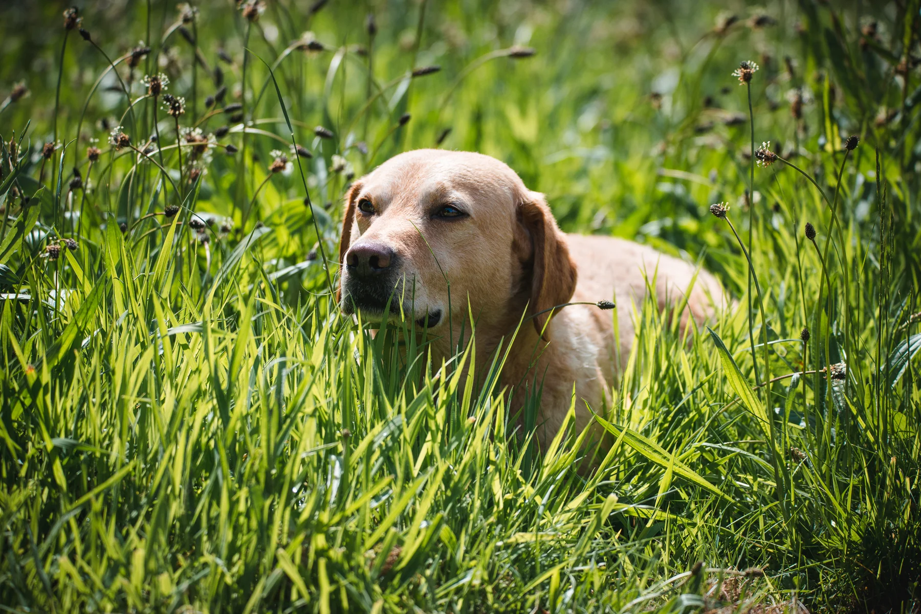 Professional dog photograph - a yellow Labrador in the grass.