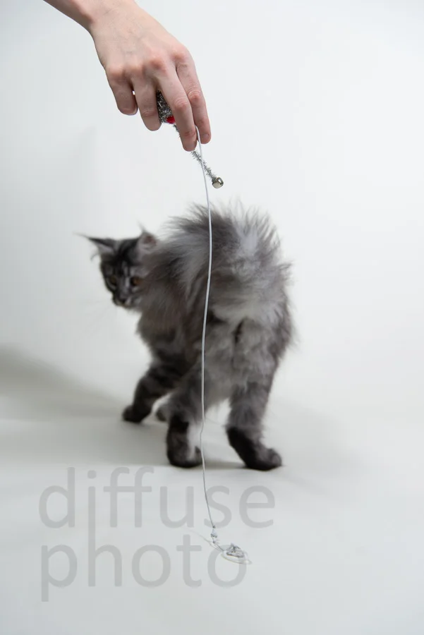 Image: © Copyright 2018 diffuse photo Some cats find the string more entertaining than the toy.
