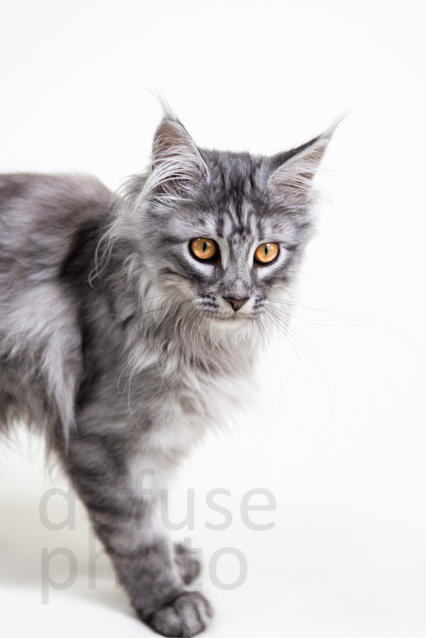 Image: © Copyright 2018 diffuse photo