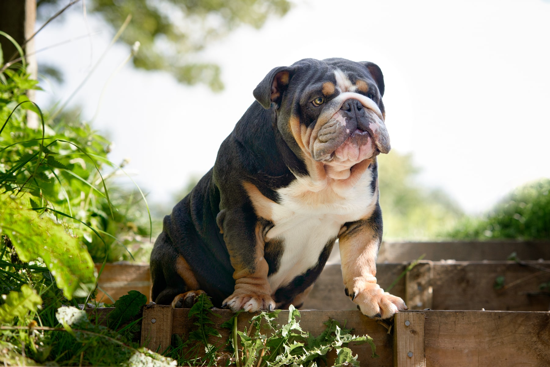 Bruce the British Bulldog sitting in the sunshine