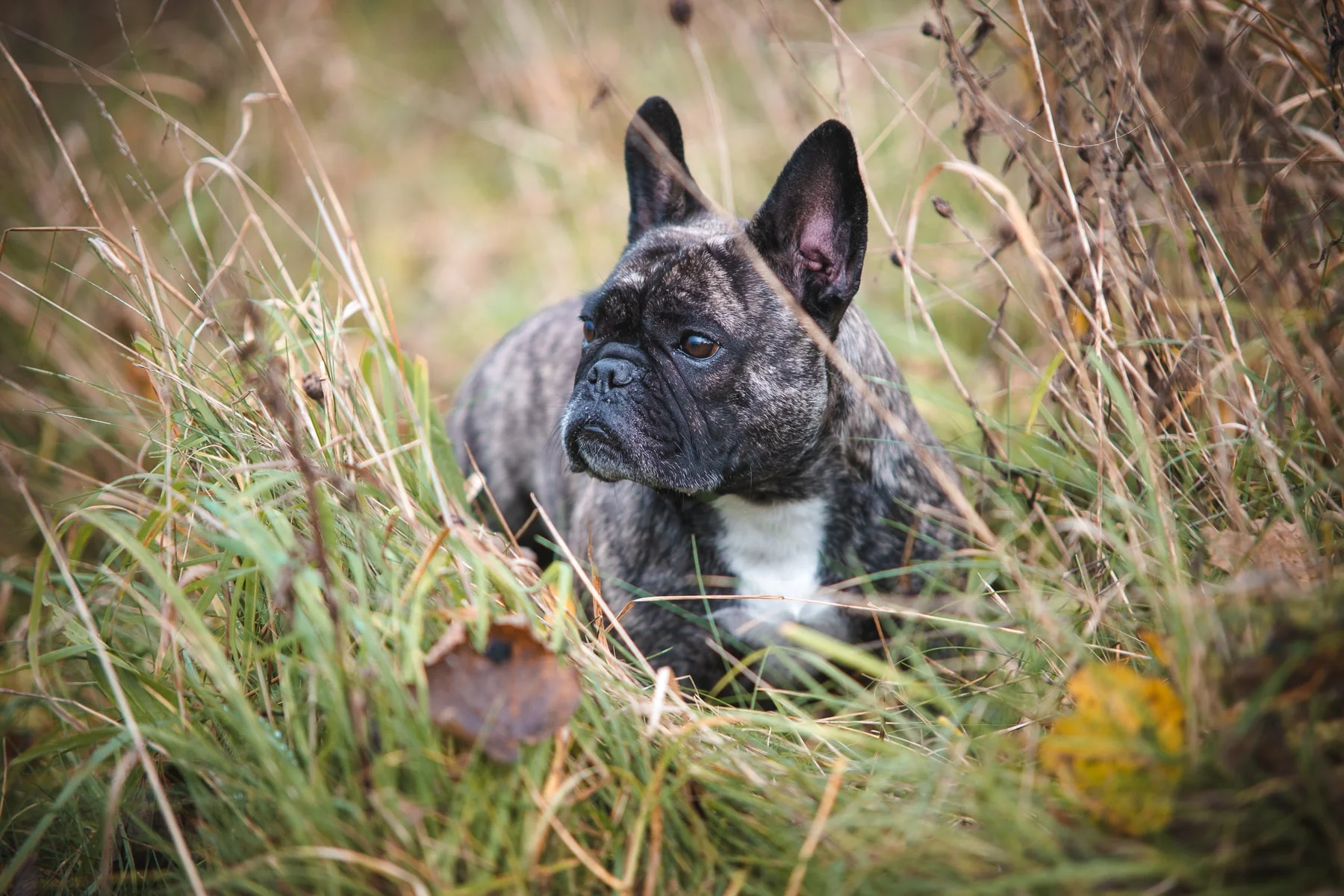 French bulldog among the tall autumn grass - Copyright 2018 Diffuse Photo