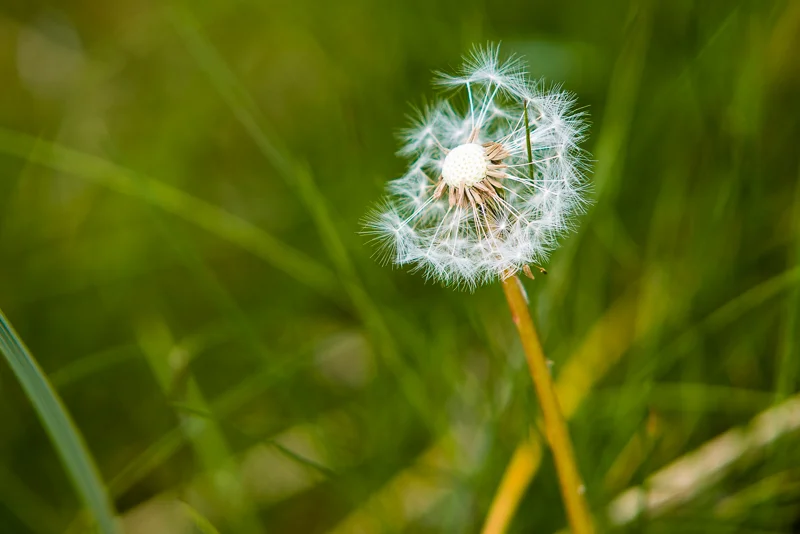 Spring time is a great time for macro photography