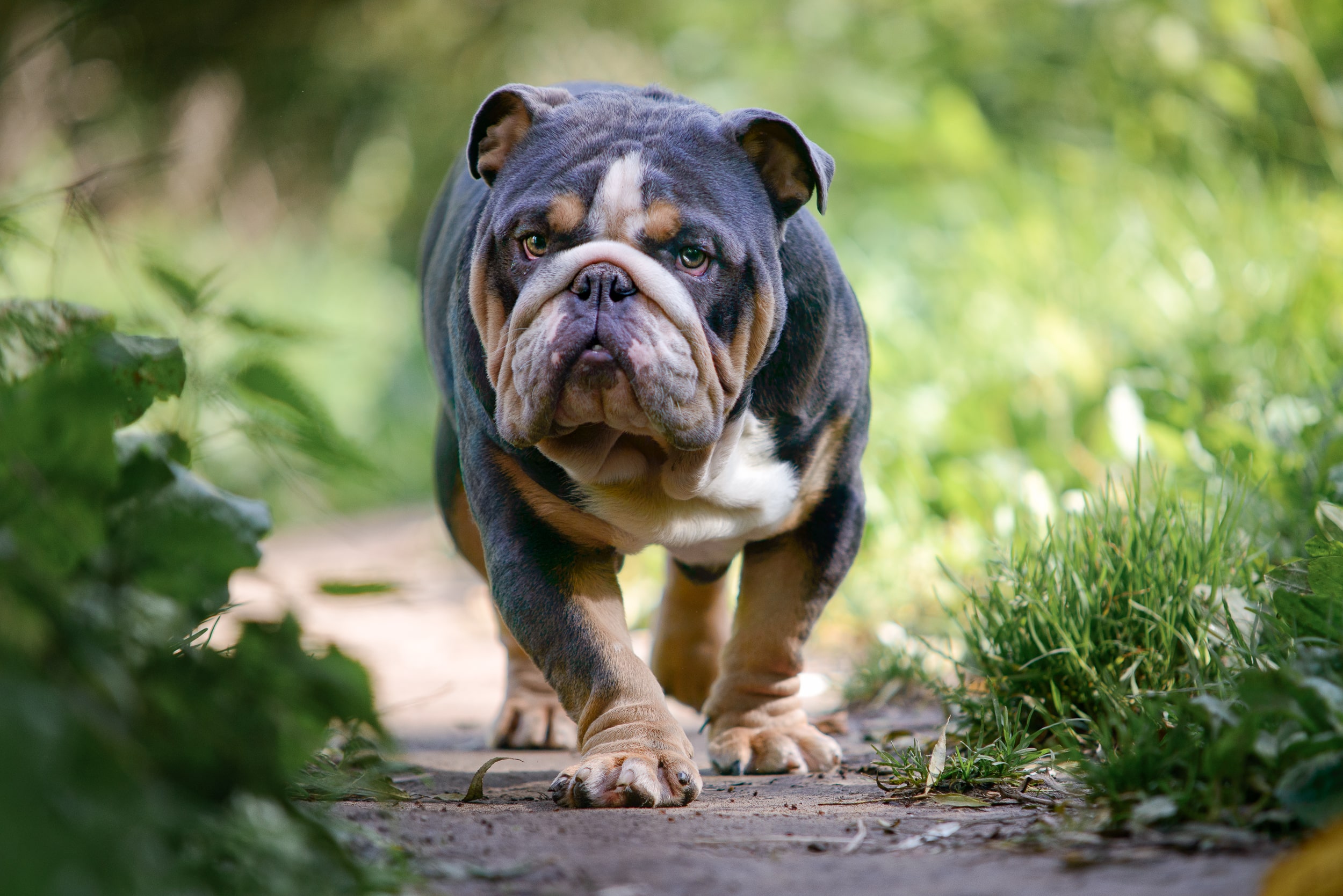 Bruce - Puppy Photography