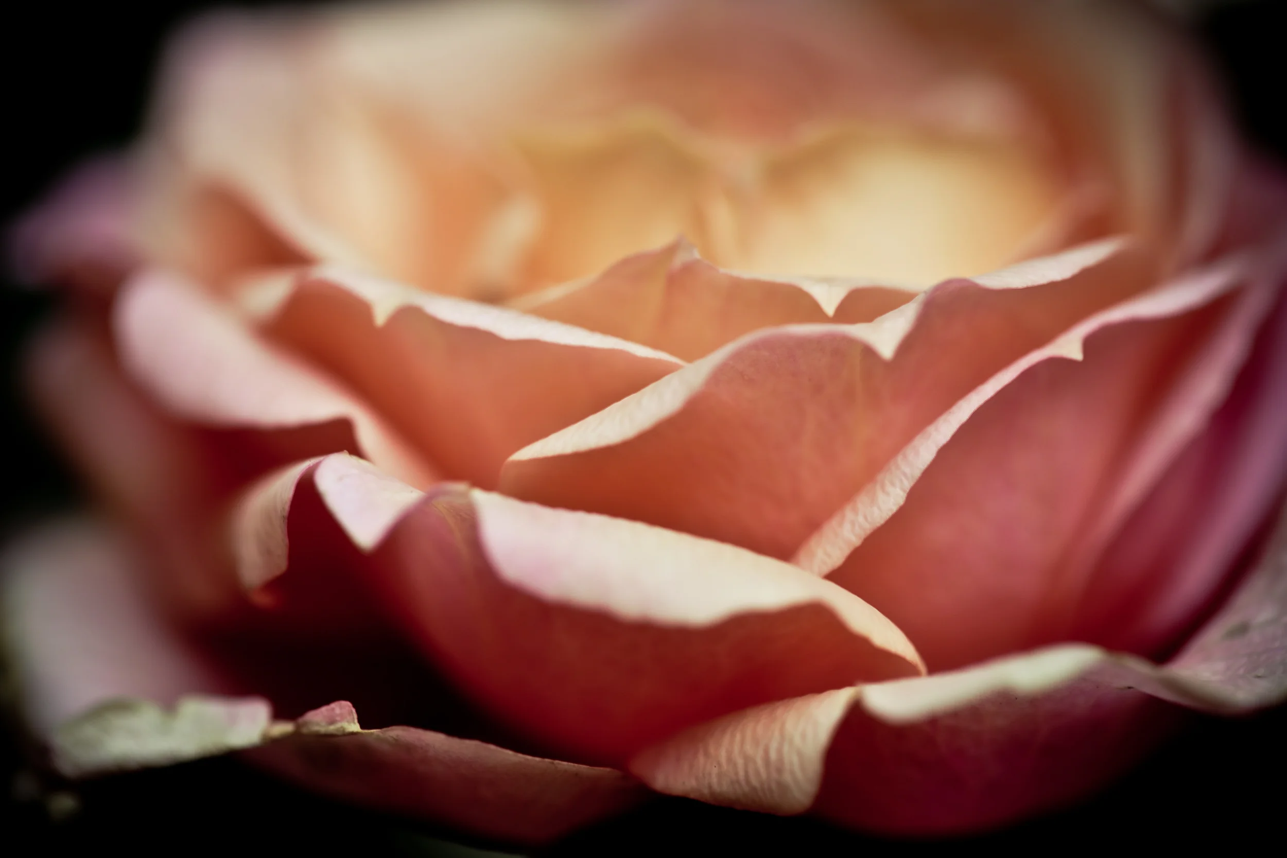 BenForestMacro-14.jpg