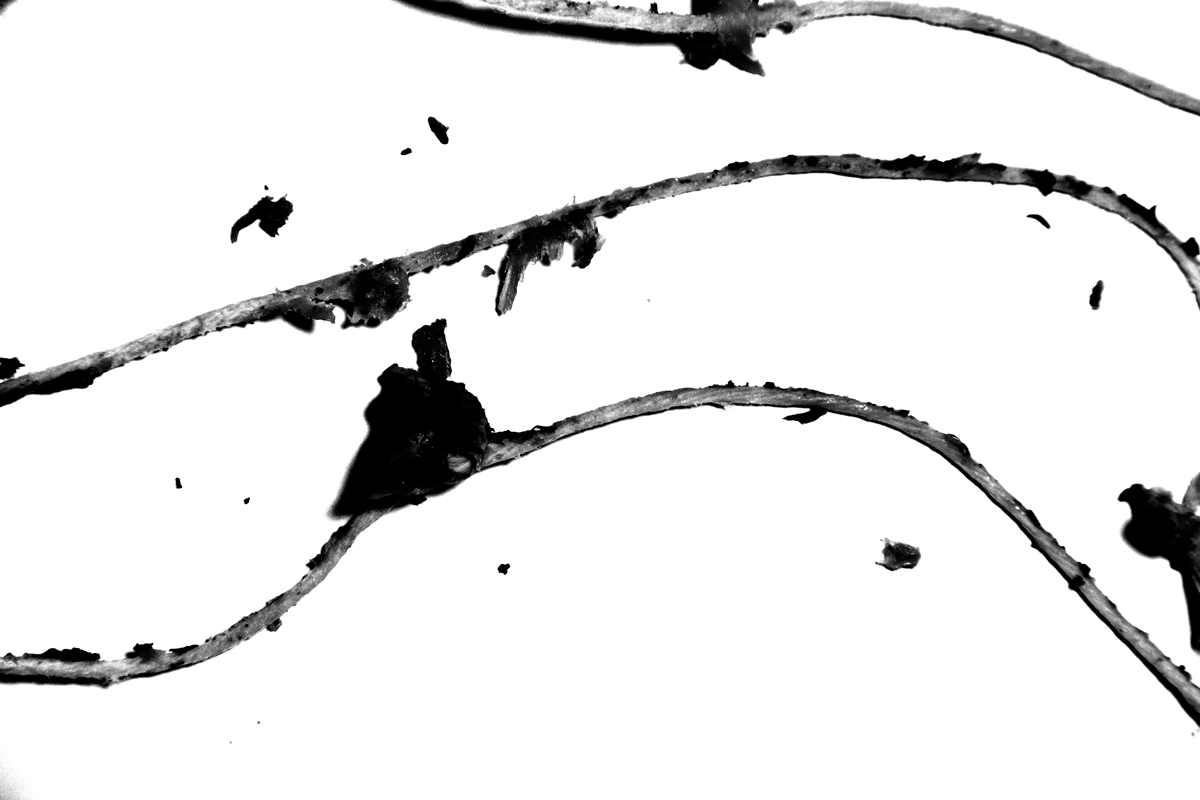 Untitled (strings #5), 2013