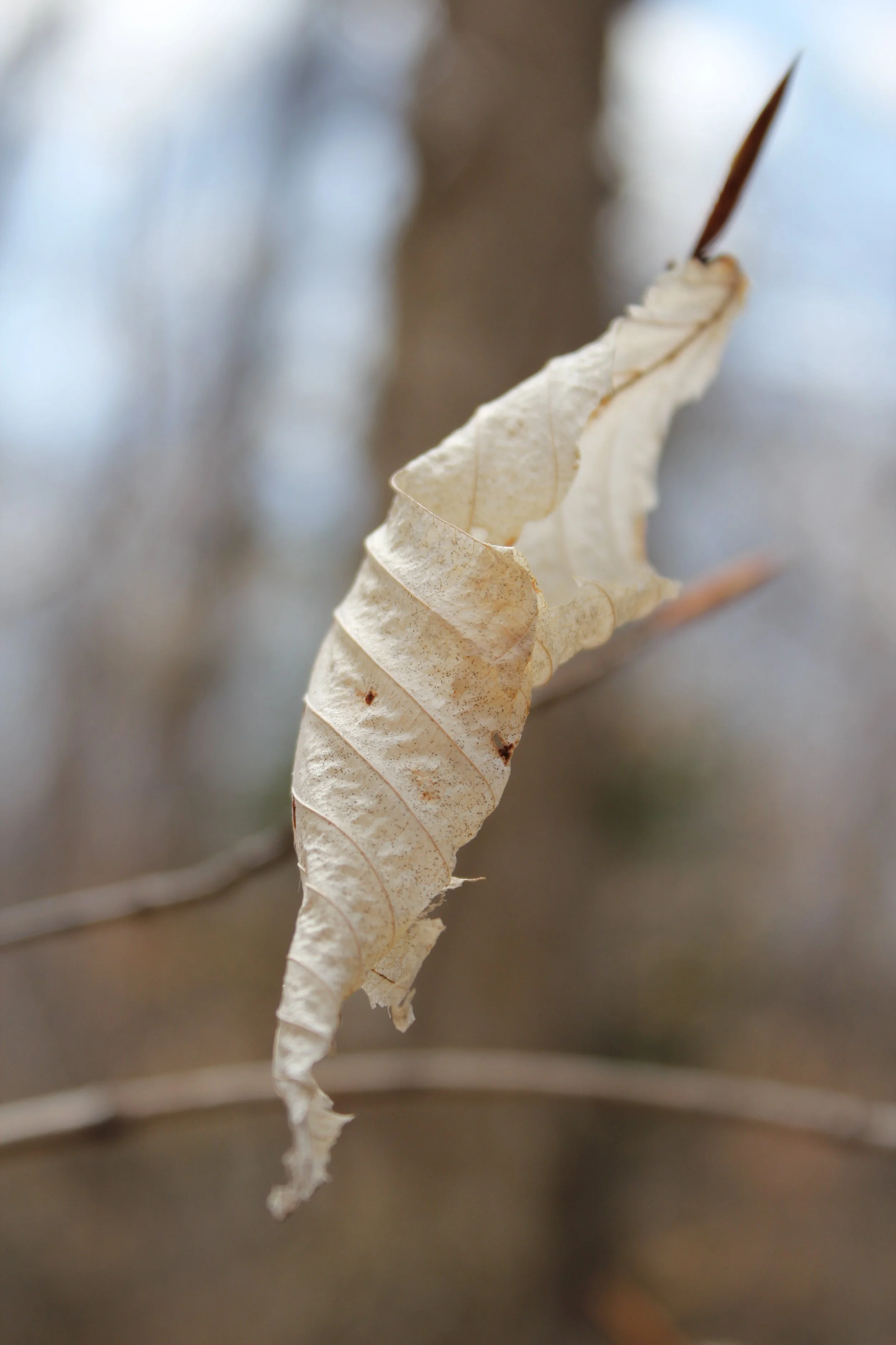 Reveil 2025 Streaming Event