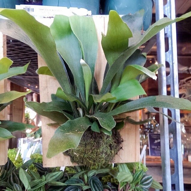 Staghorn-Fern-mounted-on-wood_new-1.jpg
