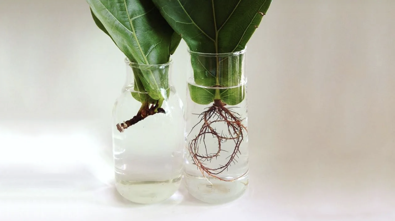 PROPAGATION STATION WORKSHOP @ YELO APLE 11.14.2026 $25.00