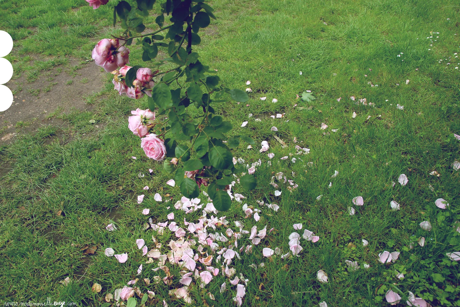 roses_www.mademoiselleeuge.com.jpg