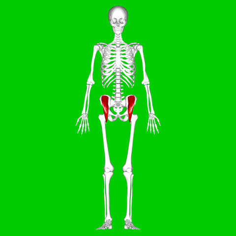 "Iliacus muscle01" by Anatomography - en:Anatomography (setting page of this image). Licensed under CC BY-SA 2.1 jp via Wikimedia Commons - http://commons.wikimedia.org/wiki/File:Iliacus_muscle01.png#/media/File:Iliacus_muscle01.png