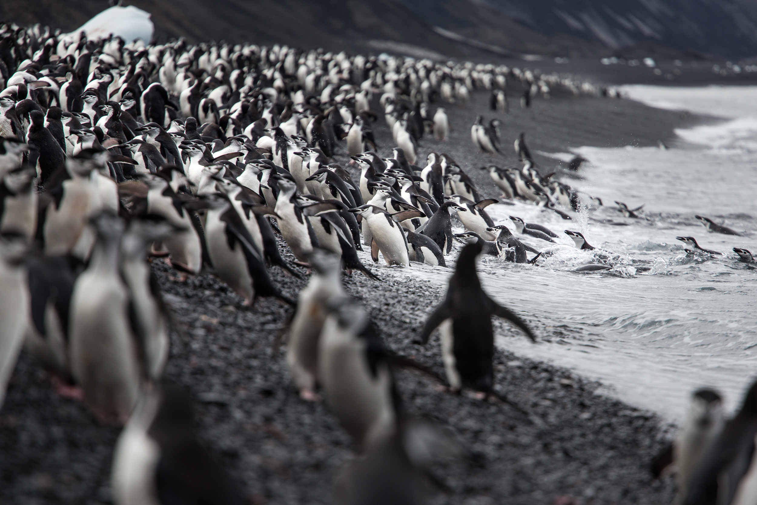  Chinstrap Penguins, Bailey Head. Antarctica 