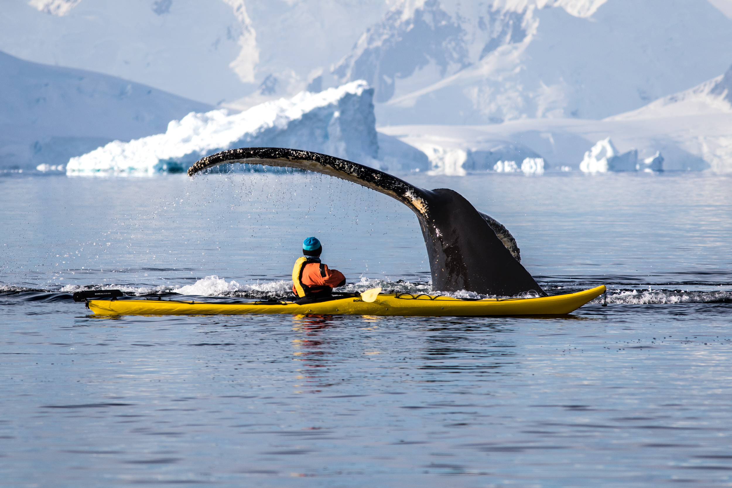  Jin &amp; Humpback Whale, Gerlache Strait. Antarctica 