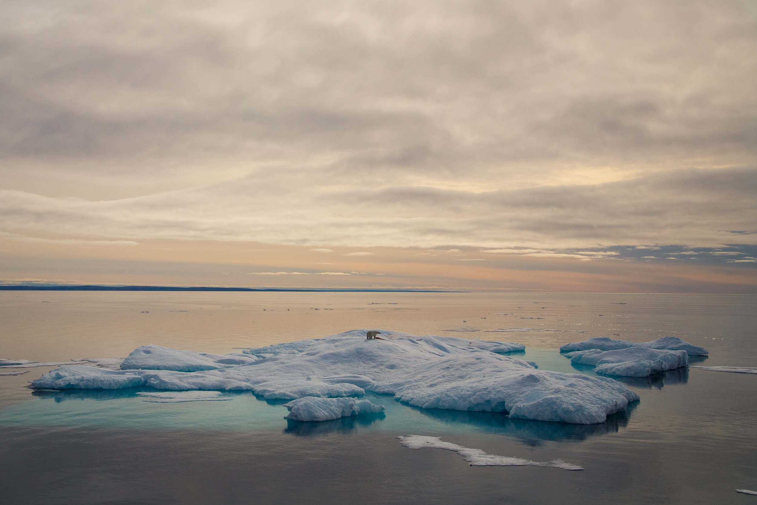  Polar Bear, Franklin Strait, NU. Canada 