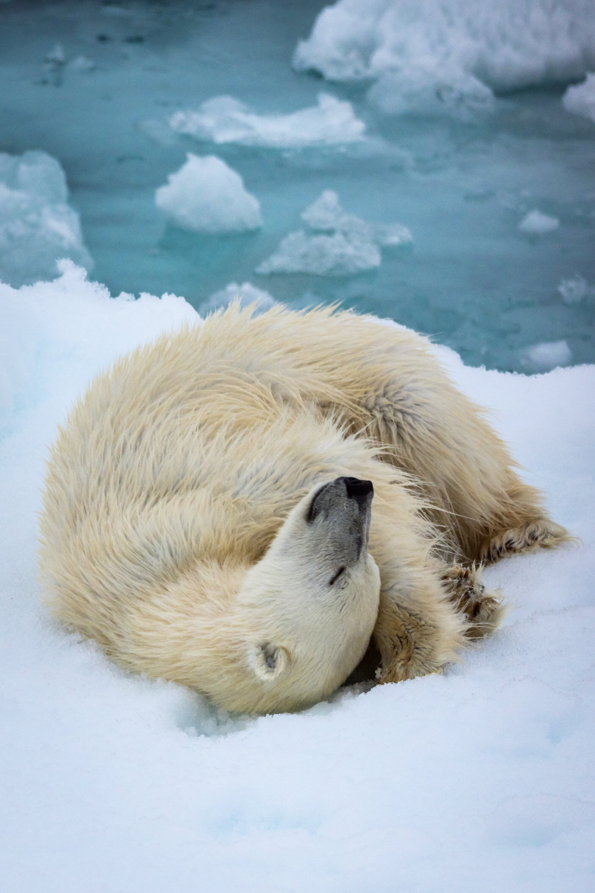  Polar Bear, Hinlopen Strait. Svalbard 