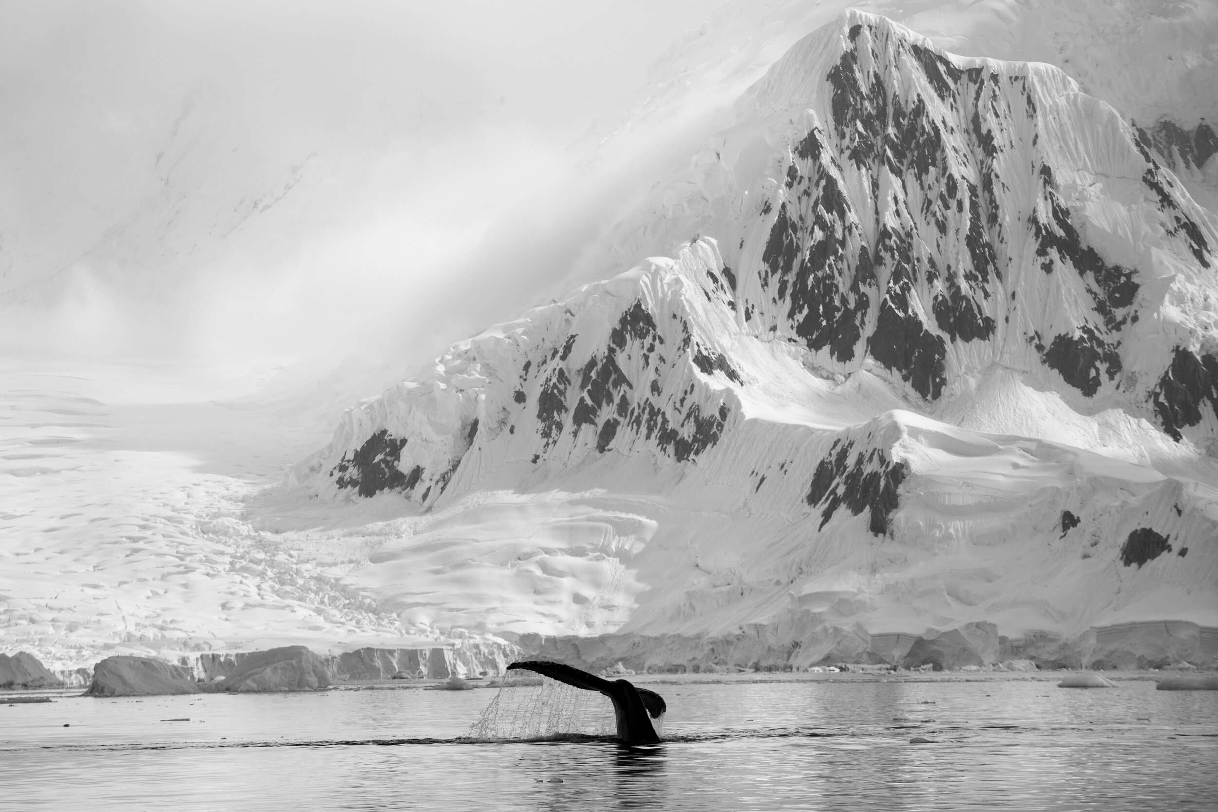  Humpback Whale, Fournier Bay. Antarctica 