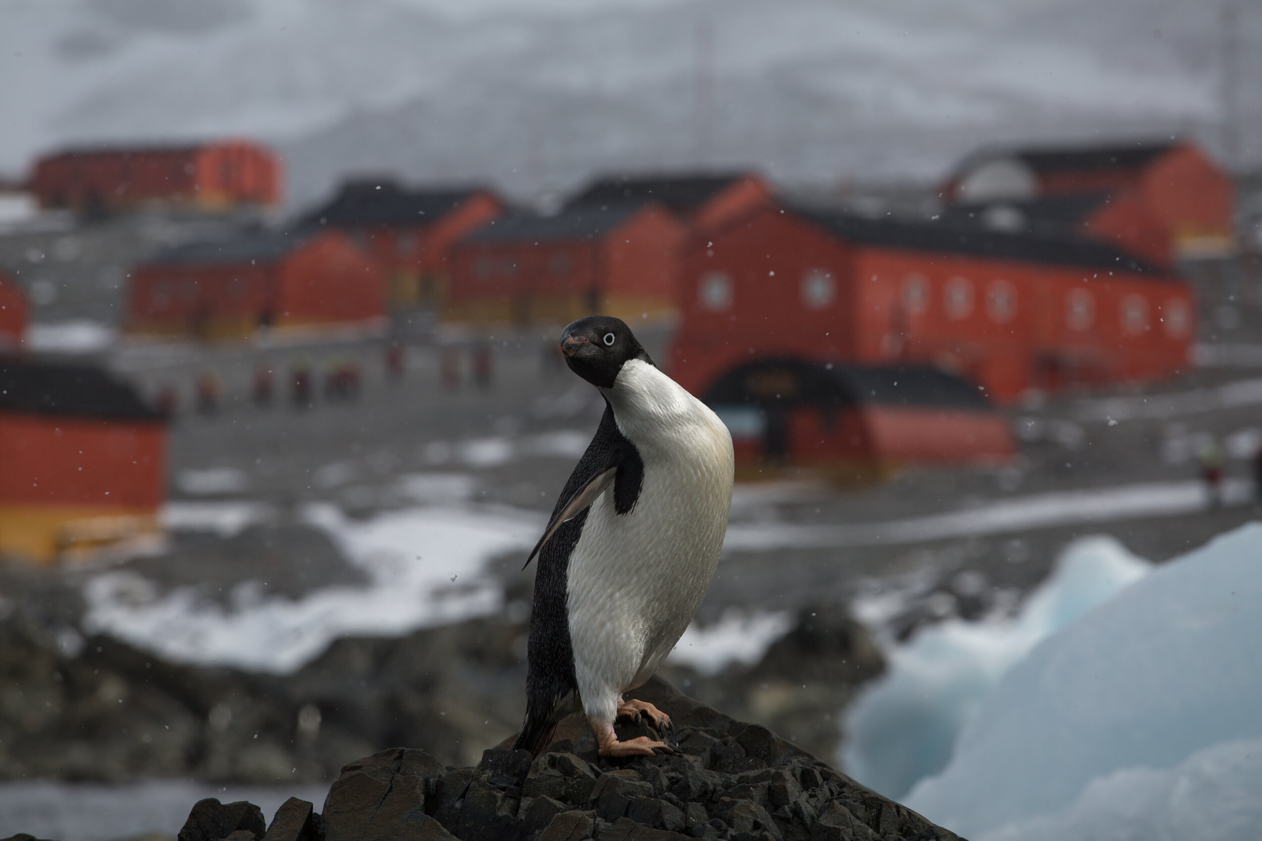  Adelie Penguin, Esperanza Station. Antarctica 