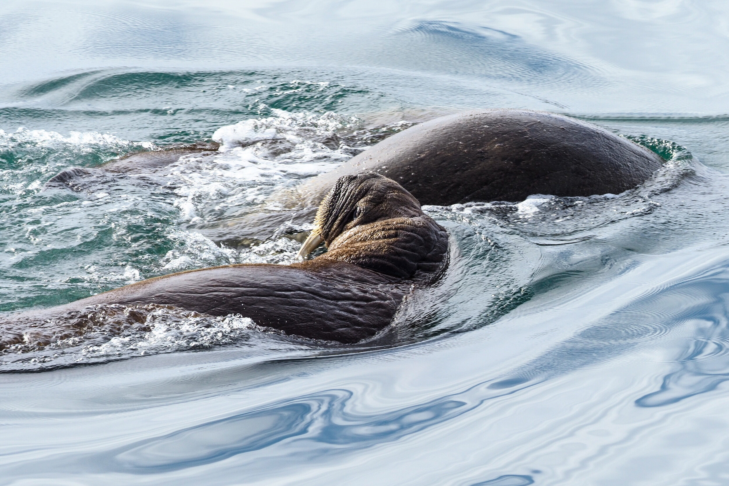  Walrus, Nordaustlandet. Svalbard 