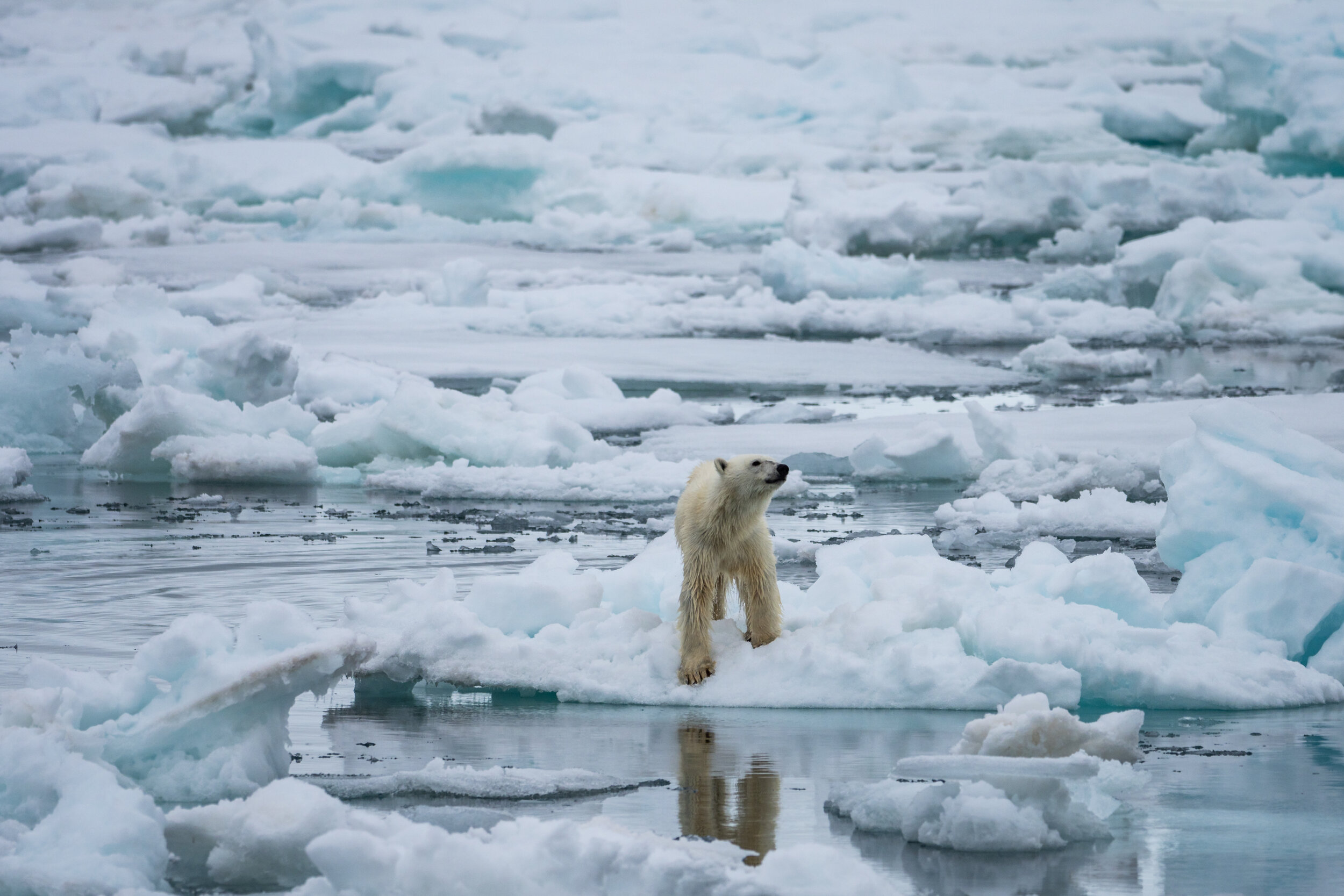  Polar Bear, Hinlopen Strait. Svalbard 