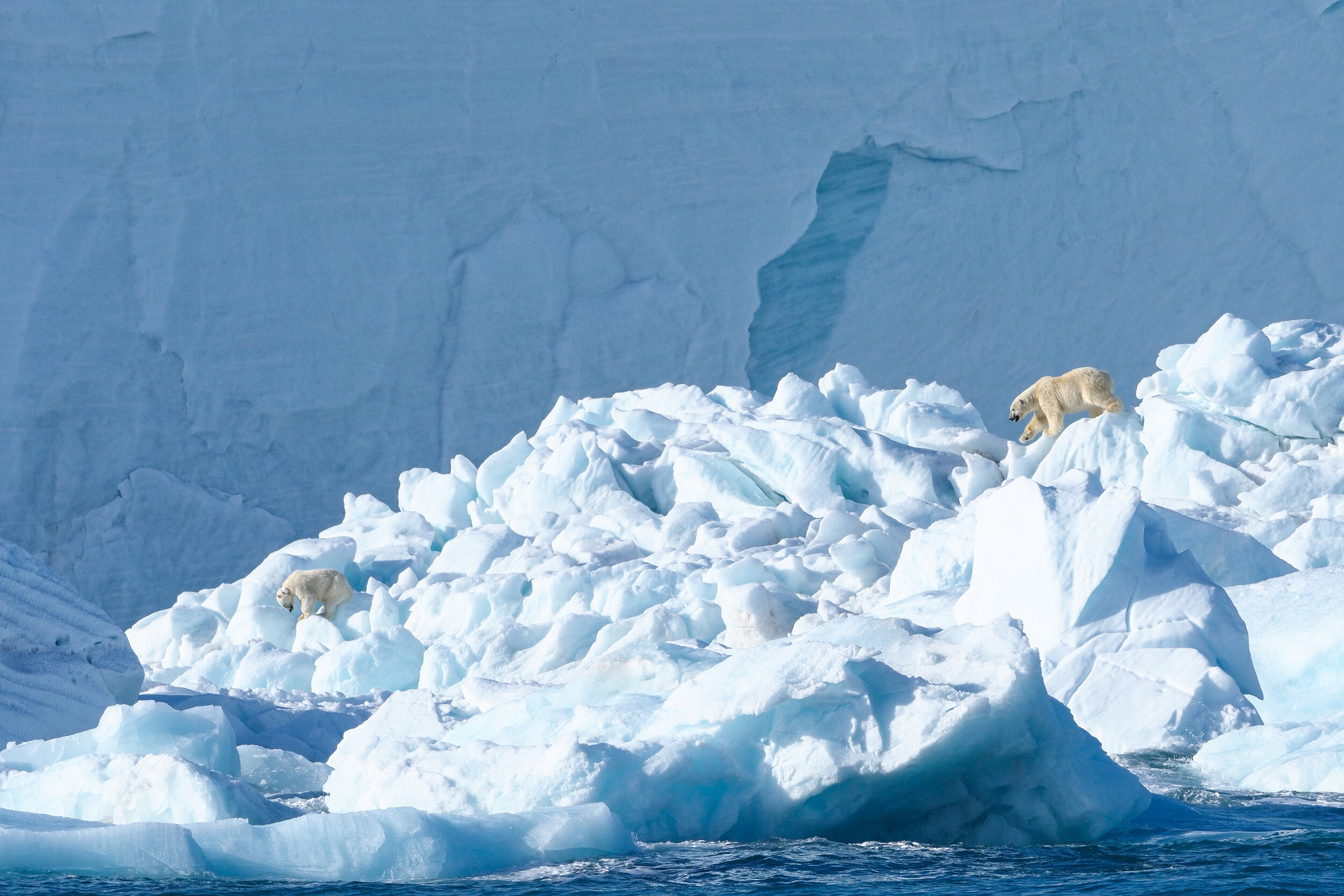  Polar Bears, Brasvellbreen Ice Cliffs. Svalbard 