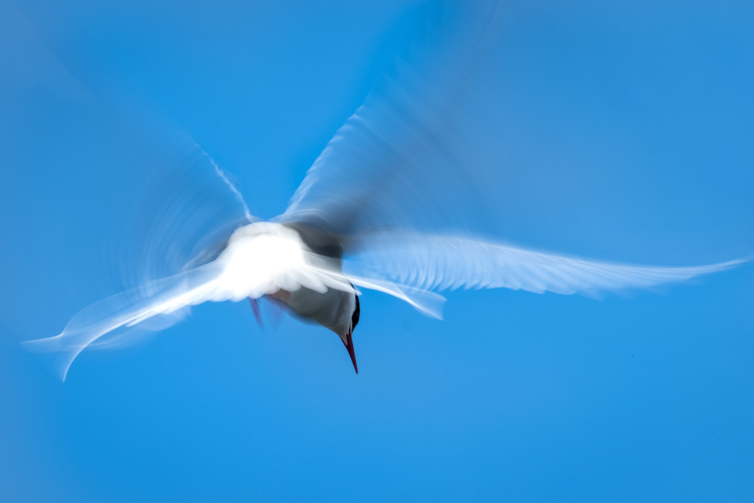  Arctic Tern, Baffin Island NU. Canada 