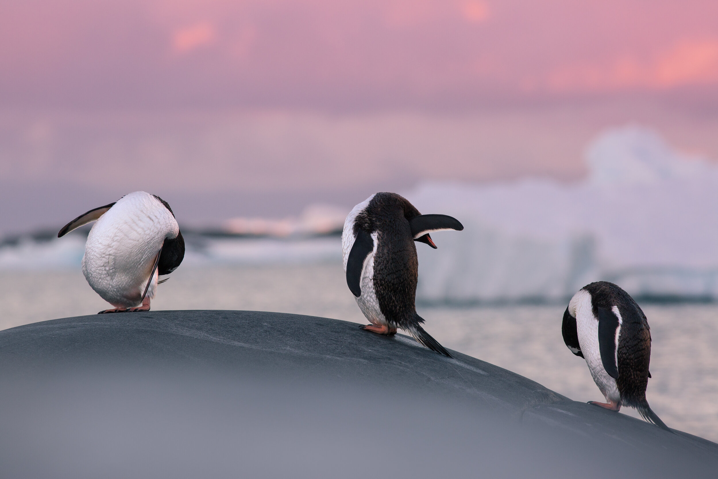  Gentoo Penguins, Petermann Island. Antarctica 