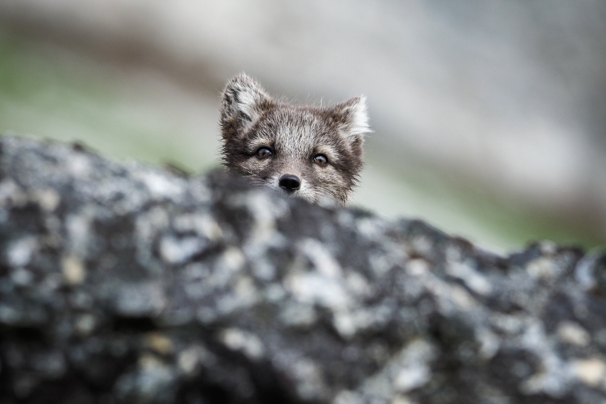  Arctic Fox, Alkehornet. Svalbard 