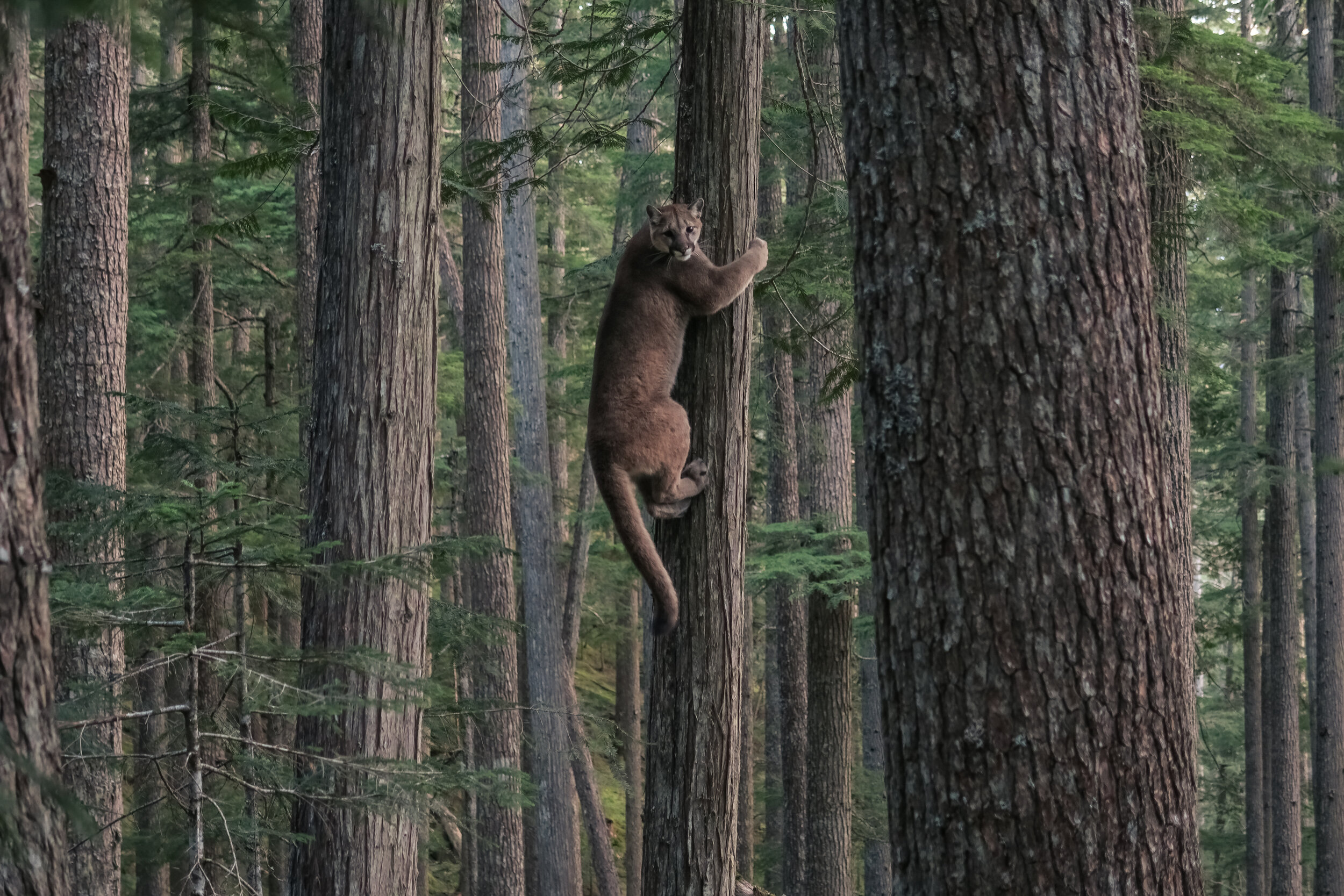  Mountain Lion, Whistler, BC. Canada 