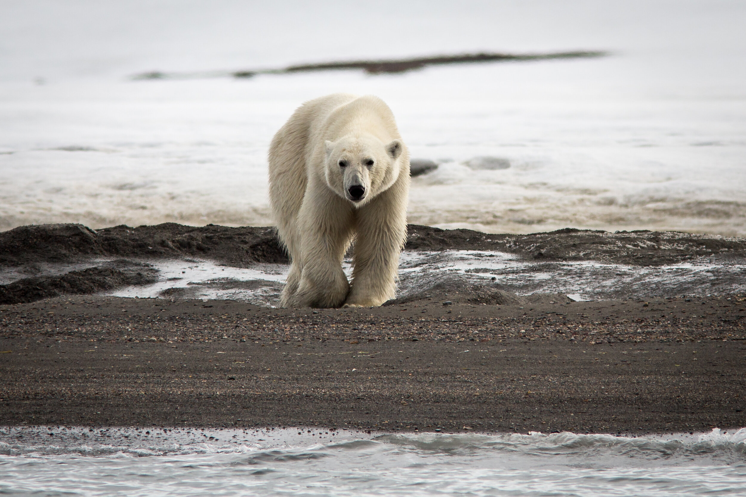  Polar Bear, Woodfjorden. Svalbard 