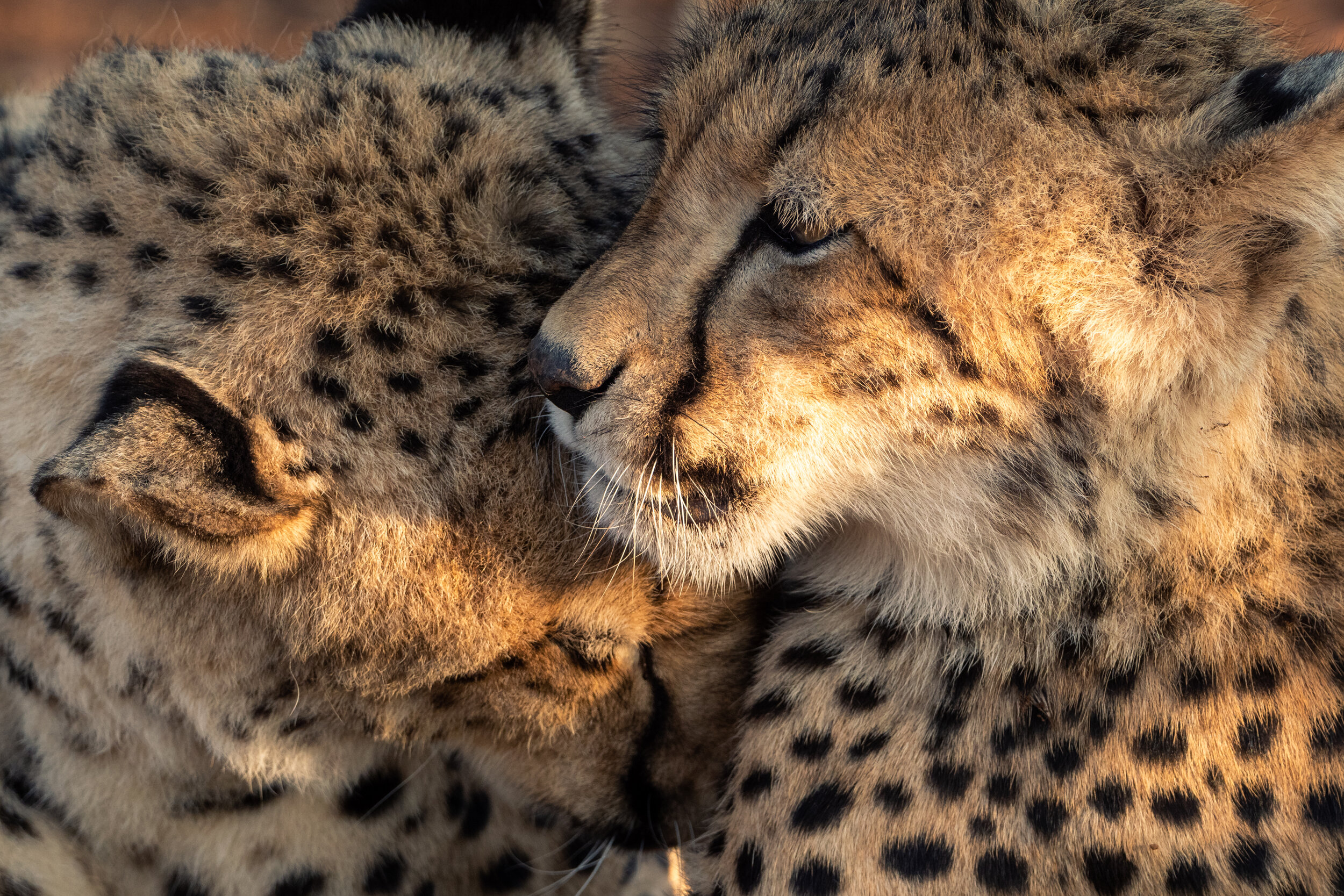  Mother and Cub, Mashatu Reserve. Botswana 