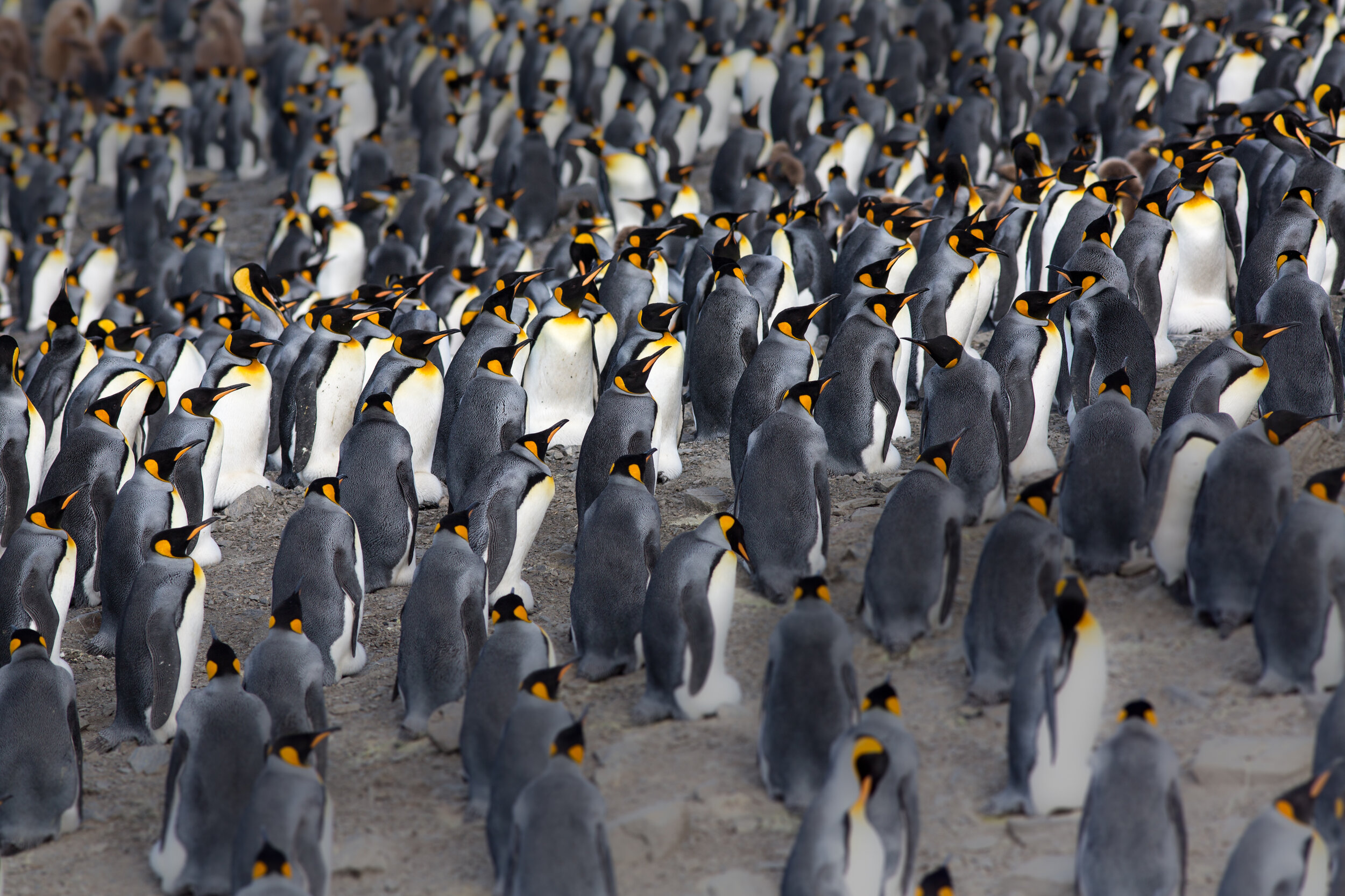  King Penguins, Salisbury Plain. South Georgia Island 