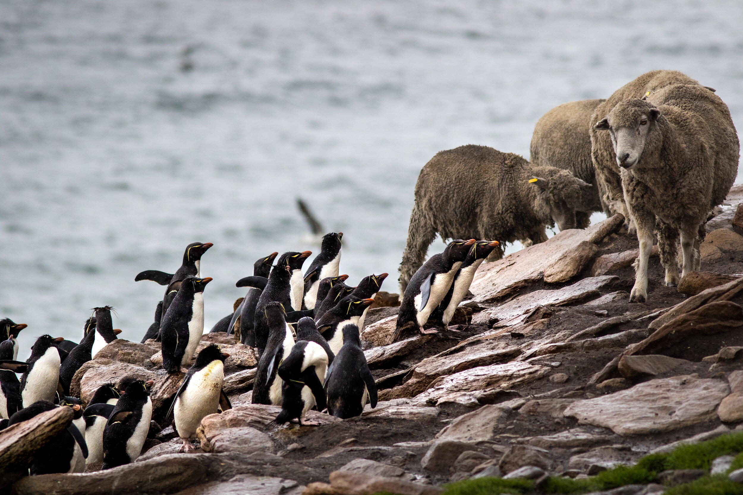  Rockhopper Penguins, Saunders Island. Falkland Islands 